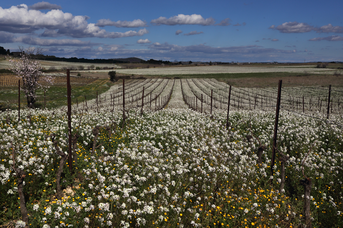 Vignes